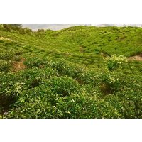 3 Days Lwang, Ghalel, Ghachowk Trek from Pokhara
