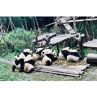 Chengdu Panda Impression Private Day Tour