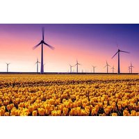 Dutch Tulip Fields & Giethoorn: Private Tour From Amsterdam