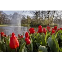 Luxury Private Transfer Tour to Keukenhof Lisse