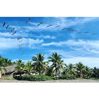 Day Tour Between Mangroves, Fishing & Black Sand Beach Activities + Lunch