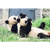 Half Day Private Chengdu Panda Center Layover Tour