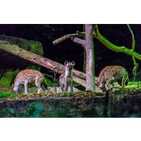 Night Safari Ticket Including Tram Ride