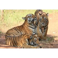 4 Nights 5 Days Delhi Agra Ranthambhore Jaipur Tour From Delhi