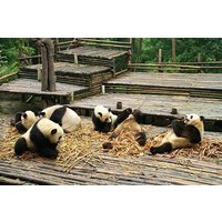 Chengdu Panda and Huanglongxi Ancient Town Private Day Tour