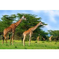 Full-Day Guided Tour to Crescent Island from Nairobi