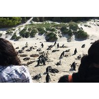 Cape of Good Hope and Boulders beach full day tour