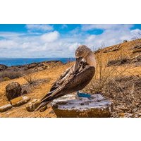 North Seymour Island & Bachas Beach on board of Sea Lion Yacht