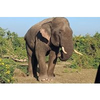 Sri Lanka Airport(BIA CMB) to Udawalawa Pickup And Drop|Private Transfer
