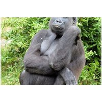The Dja Biodiversity Reserve Safari 7Days/ 6 Nights