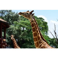Giraffe Center Guided Tour from Nairobi