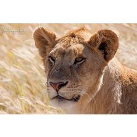 4 Days Private for 4 Pax Ngorongoro & Serengeti