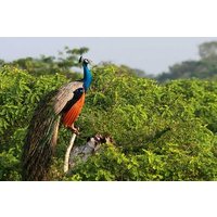 Once-in-a-lifetime Experience in Sri Lanka - 8 Days