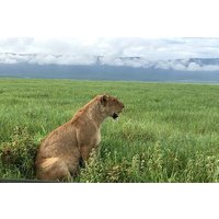 2 Days Safari-Tarangire and Ngorongoro Crater