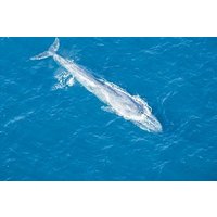 Aerial Whale Watching by Airplane from Koggala Airport (KCT)