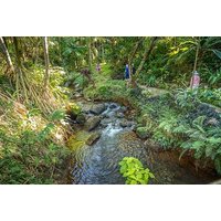 Princeville Botanical Gardens Tour and Chocolate Tasting Ticket