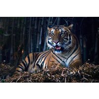 Tiger, Temple & Taj