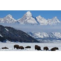 Grand Teton Park & Jackson Hole - PRIVATE Afternoon Wildlife Tour