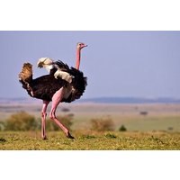 7 Days, 6 Nights Wildlife Photography and Birding Safari