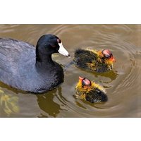 Full-Day Private Bird Watching by Boat in Lough Corrib Galway