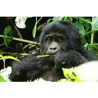 10-Days Mountain Gorillas, Primates & Uganda Wildlife Safari