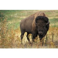 3-Day Lake Kis-Balaton Safari with Overnight at Cottage House