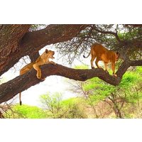 8 days Kenya highlights safari.
