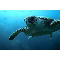 Discover Scuba Diving from a Fishing Village