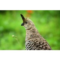 Colima Volcano Birdwatching Tour