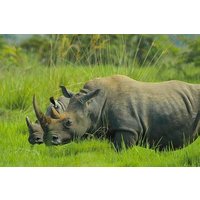 Full-Day Private Tour of Rhino Fund Uganda