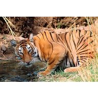 Wild Life Tour (JimCorbett 2Night) by Happyweekands.com