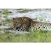 2 Days Tour to Wilpattu & Anuradhapura from Negombo