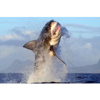 Shark Cage Diving in Cape Town