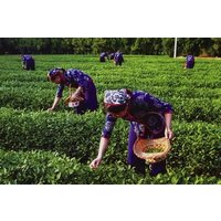 Hangzhou Tea Culture Experience with West Lake Cruise Option