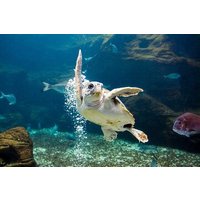 Family Excursion: From Sea Wonders to Mythical Realms Adventure