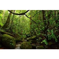Exclusive Rainforest Tour Capped with a Refreshing Waterfall Dip