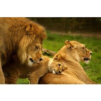 Cape Town to Johannesburg: 12 Days Garden Route & Kruger Park