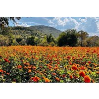 Michoacan, Mexico Multi Day Tour