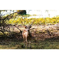 Wilpattu National Park Day tour From Negombo