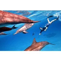 Full Day Snorkeling in Hurghada Dolphin House
