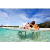 Nas: 3 islands Tour ,snorkel, Turtles, pigs and lunch