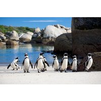 Full Day Private Cape Point & Penguins Trip in South Africa