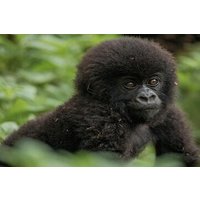 3-Day Private Rwanda Gorilla and Sightseeing Tour