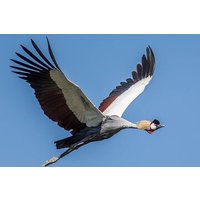 5-Day Wildlife Adventures Northern Circuit Safari