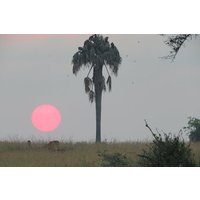 3-Day Private Safari Tour in Murchison Falls Park Safari