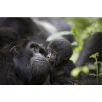3 Days Uganda Gorilla Tour-Bwindi Impenetrable Forest