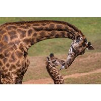 Nairobi Guided Day Tour to Giraffe Center