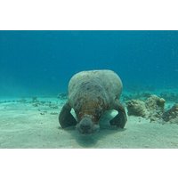 San Pedro and Caye Caulker Hop-On Hop-off Private Tour