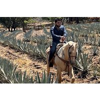 Visit to Tequila and Horseback Riding Among the Agave Landscape