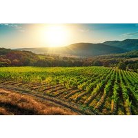 Full-Day Private Ston and Peljesac Wine Tour from Dubrovnik